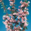 ABELIA EDWARD GOUCHER.C 5