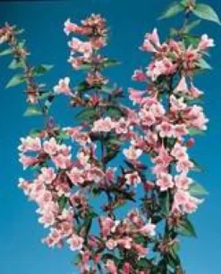 ABELIA EDWARD GOUCHER.C 5
