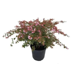 ABELIA EDWARD GOUCHER.C 5
