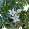 Abelia Grandiflora cône. Le pot de 10 litres