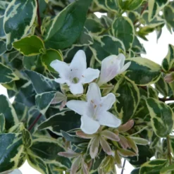Abelia Grandiflora cône. Le pot de 10 litres