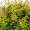Abelia Grandiflora Happy Daydream. Le pot de 50 litres