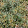 Abelia Grandiflora Steredenn. Le pot de 8 litres