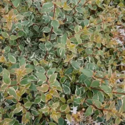 Abelia Grandiflora Steredenn. Le pot de 8 litres