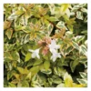 Abélia Grandiflora Kaleidoscope panaché 50/60. Le pot de 10 litres
