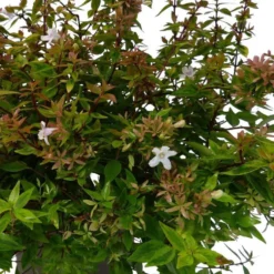 Abélia Grandiflora Kaleidoscope. Le pot de 7,5 litres