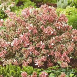 Abélia Grandiflora Magic Daydream. Le pot de 2 litres
