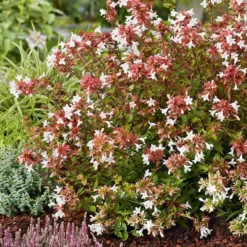 Abélia Grandiflora Sherwood rose. Le pot de 5 litres