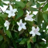 Abélia Grandiflora touffe. Le pot de 7,5 litres