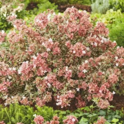 Abélia Grandiflora variété Magic Daydream. Le pot de 4 litres