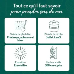 Abricotier Bergeron. Le pot de 15 litres, forme 1/2 tige