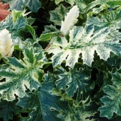 Acanthus 'Whitewater'®. Le pot de 4 litres