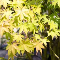 Acer Palmatum Osakasuki (érable du Japon) en pot de 3 L rouge