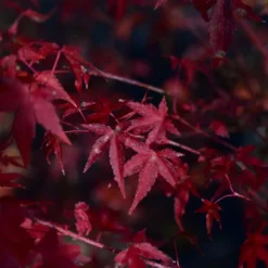 Acer Palmatum ou Érable du Japon Katsura orange 30/40. Le pot de 3 litres