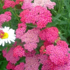 Achillea Millefolium Tutti Frutti Pink Grapefruit , le pot de 4 litres