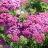 Achillea Millefolium Tutti Frutti Wonderful Wampee - Le pot de 4 litres