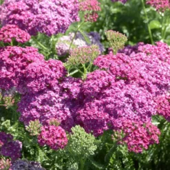 Achillea Millefolium Tutti Frutti Wonderful Wampee - Le pot de 4 litres