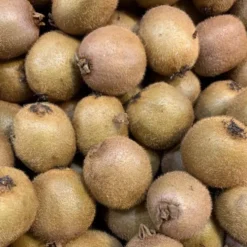 Actinidia Chinensis (Deliciosa). Le pot de 60 litres
