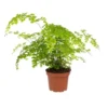 Adiantum fragrans. Le pot Ø 12 cm