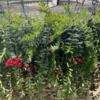 Aeschynanthus caro XXL. La suspension de Ø 15 x H 70 cm
