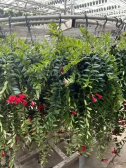 Aeschynanthus caro XXL. La suspension de Ø 15 x H 70 cm