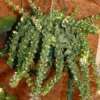 Aeschynanthus. La suspension de Ø 20 cm