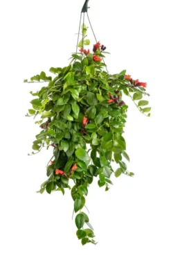Aeschynanthus Mona Lisa vert. La suspension Ø 14 cm