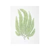 Affiche fougère Adiantum Pubescens - 30 x 40 cm