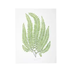 Affiche fougère Adiantum Pubescens - 30 x 40 cm