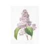 Affiche lilas - 30 x 40 cm