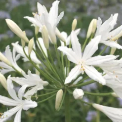Agapanthe Aficanus Blanche. Le pot de 4 litres