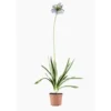 Agapanthe Bleue. Le pot de 3 litres
