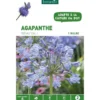 Agapanthe Donau - bleu - 1 bulbe
