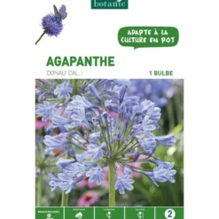 Agapanthe Donau - bleu - 1 bulbe