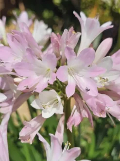 Agapanthe rose Blush Pink. Le pot de 3,5 litres