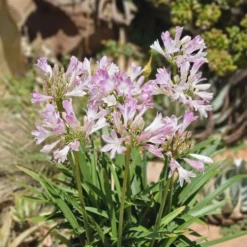 Agapanthe rose Blush Pink. Le pot de 3,5 litres