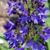 Agapanthe (tubéreuse) à fleurs bleues - Le pot de 1 litre