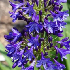 Agapanthe (tubéreuse) à fleurs bleues - Le pot de 1 litre