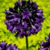 Agapanthe violette BlackJack. Le pot de 3,5 litres