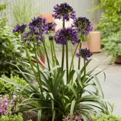 Agapanthe violette BlackJack. Le pot de 3,5 litres