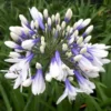 Agapanthus X Twister. Le pot de 10 litres