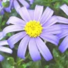 Agathe ou Félicie - La barquette de 6 plants
