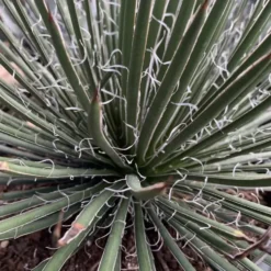 Agave Geminiflora. Le pot de 15 litres