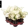 Aglaonema white joy. Le pot de Ø 12 x H 40 cm