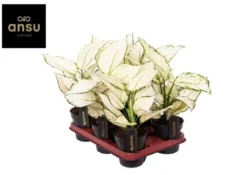 Aglaonema white joy. Le pot de Ø 12 x H 40 cm
