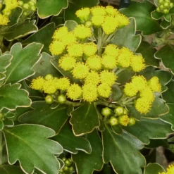 Ajania Pacifica. Le pot diam 12 cm
