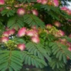 Albizia (Arbre à soie) ‘Boubri’ botanic® rose. Le pot de 10 litres
