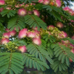 Albizia (Arbre à soie) ‘Boubri’ botanic® rose. Le pot de 10 litres
