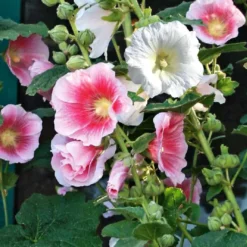 Alcea Rosea Spring Celebrities Mixtes. Le pot de 1 litre