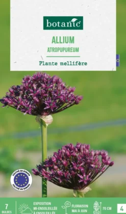 Allium atropurpureum botanic® - 7 bulbes